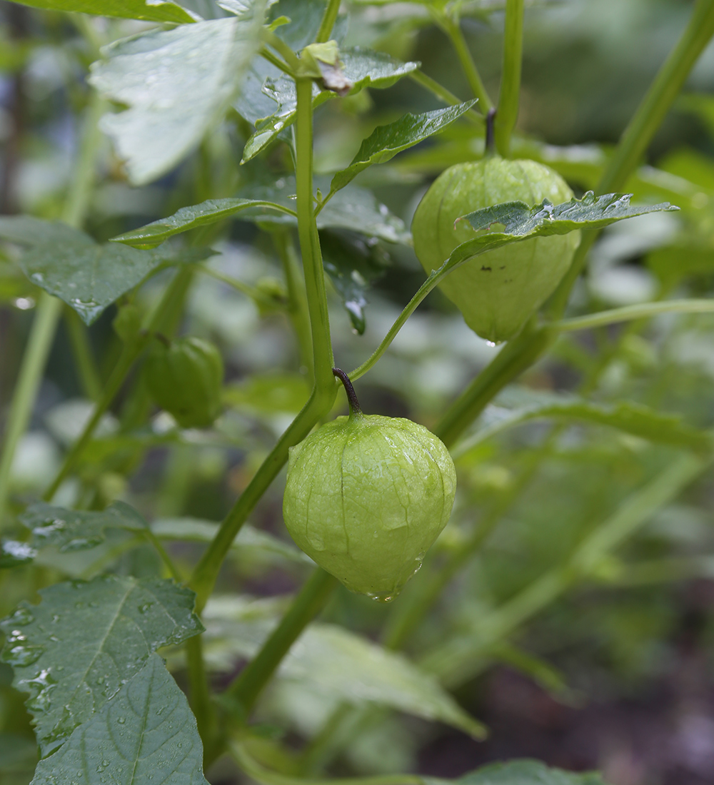 planta de tomate