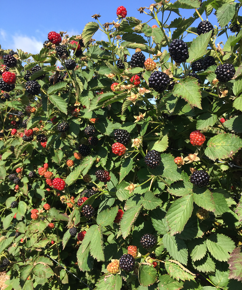 Growing Blackberries in Southern Gardens Fine Gardening