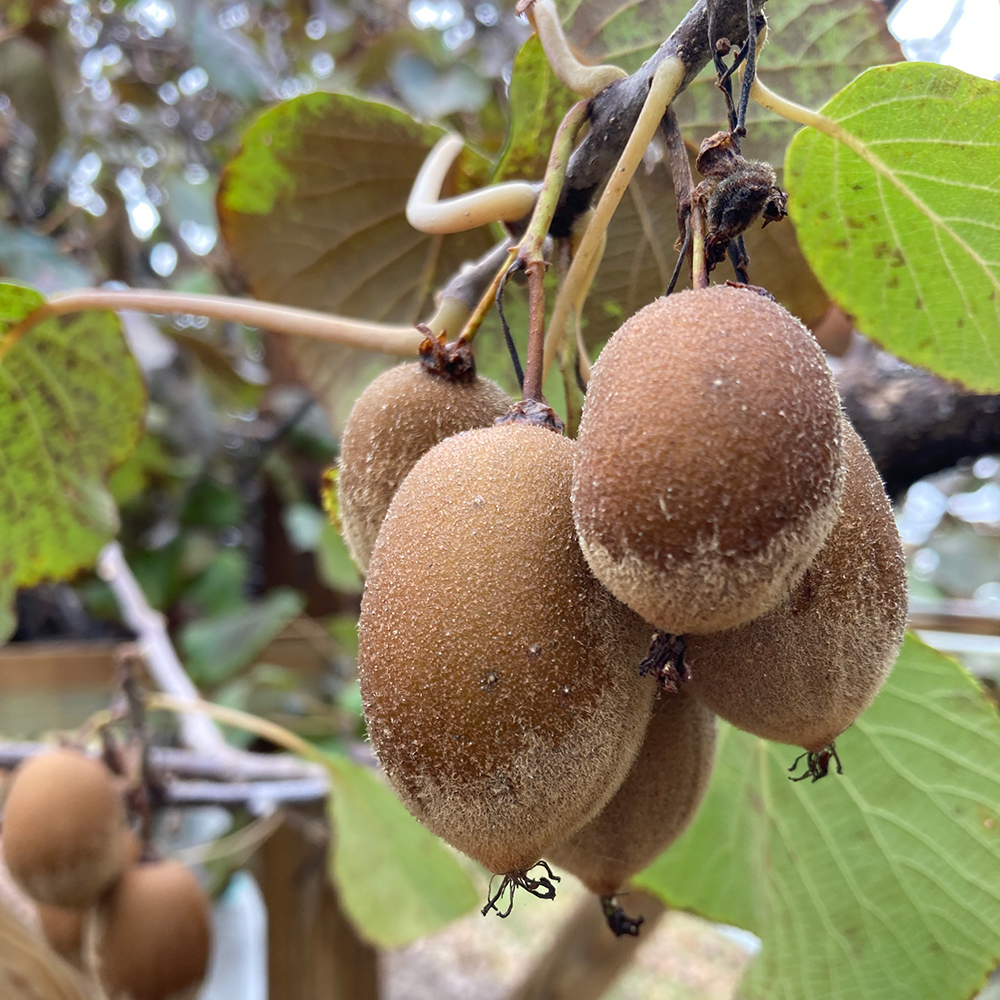 kiwi trees