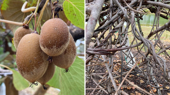 growing kiwi