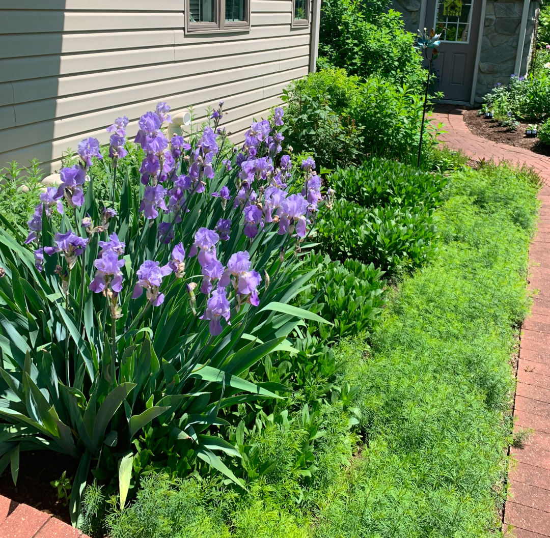 foundation planting with light purple irises