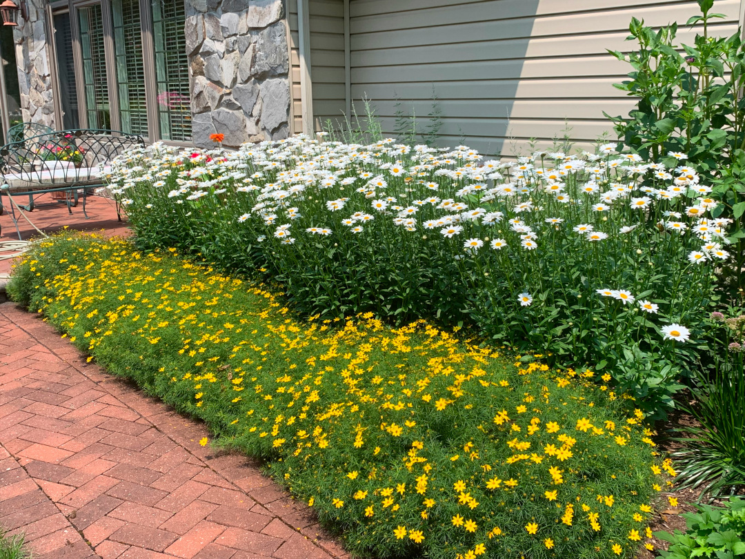 foundation planting of white and yellow flowers