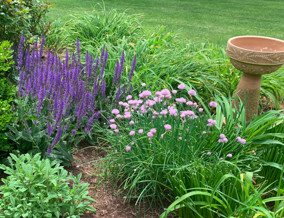 bright purple and light pink flowers next to a bird bath