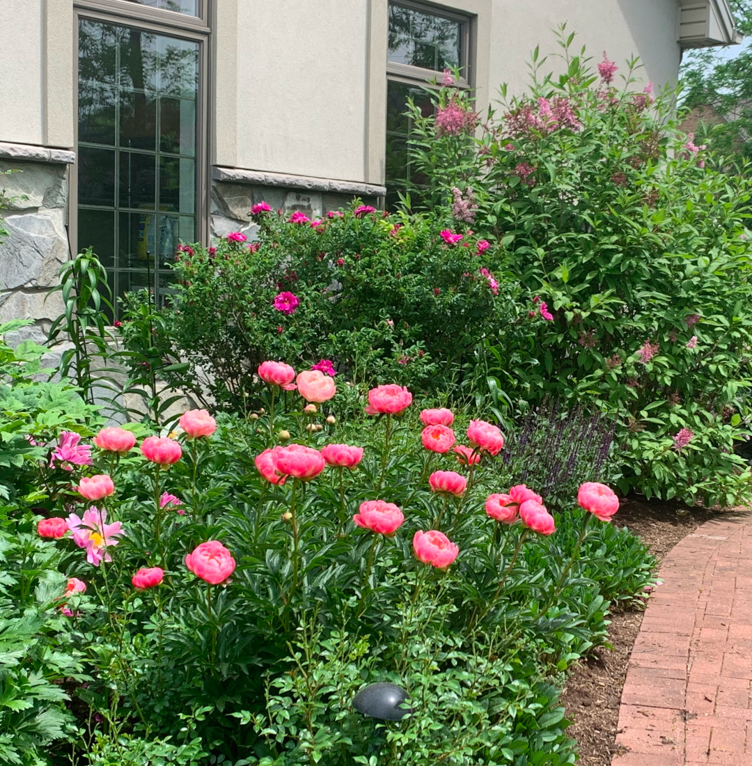 peonías rosas brillantes junto con otras flores rosas