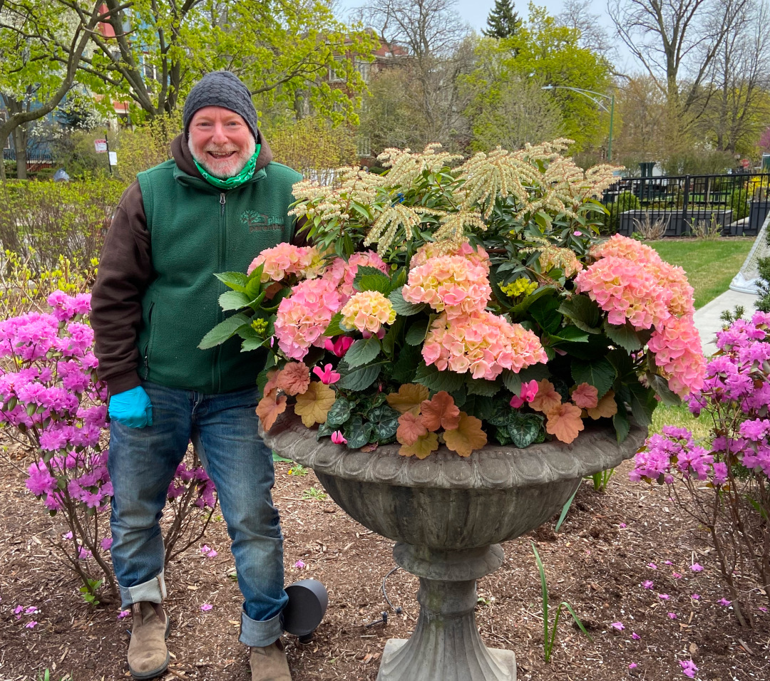 El jardinero posa con un gran contenedor de plantas rosas.