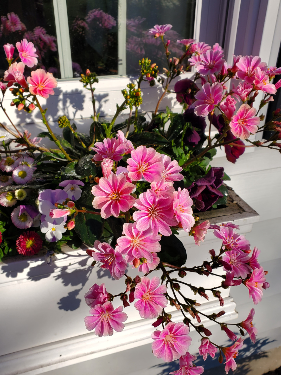 close up of pink Lewisia flowers