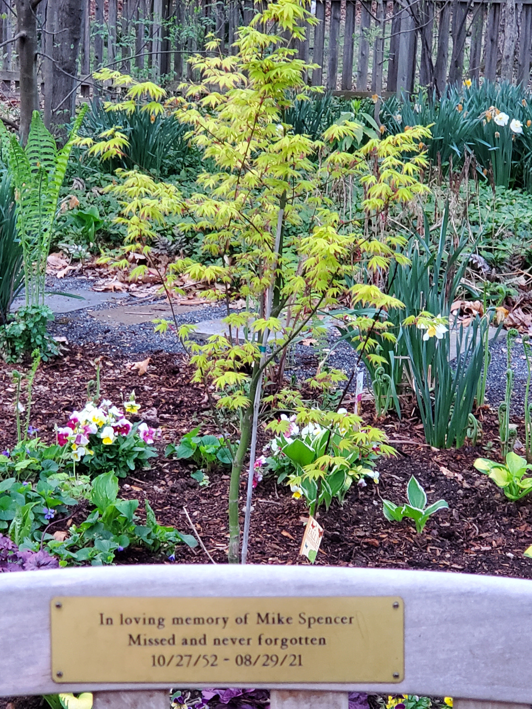 pequeño arce japonés plantado detrás de un banco de jardín conmemorativo