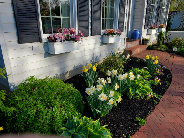 foundation plating of daffodils under window boxes with pink flowers