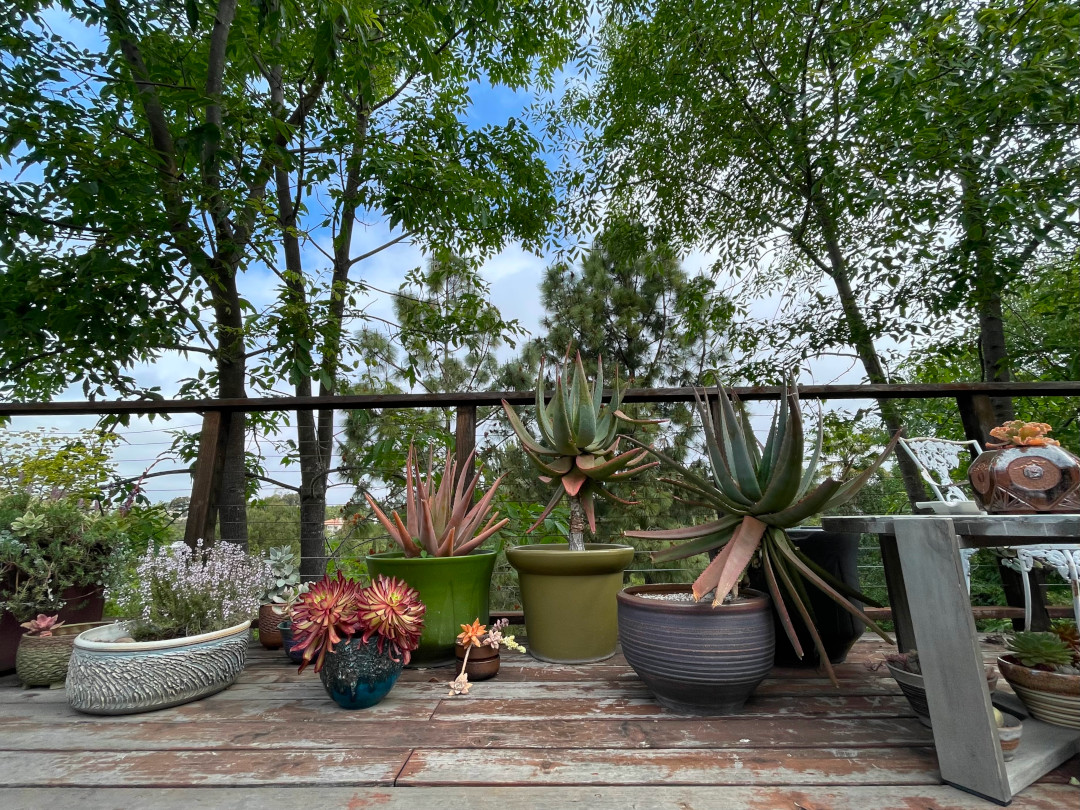 deck with several different succulents in containers