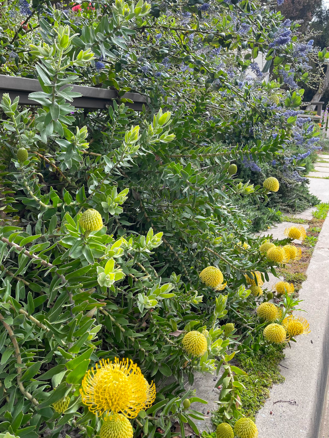 round yellow flowers with purple California lilac