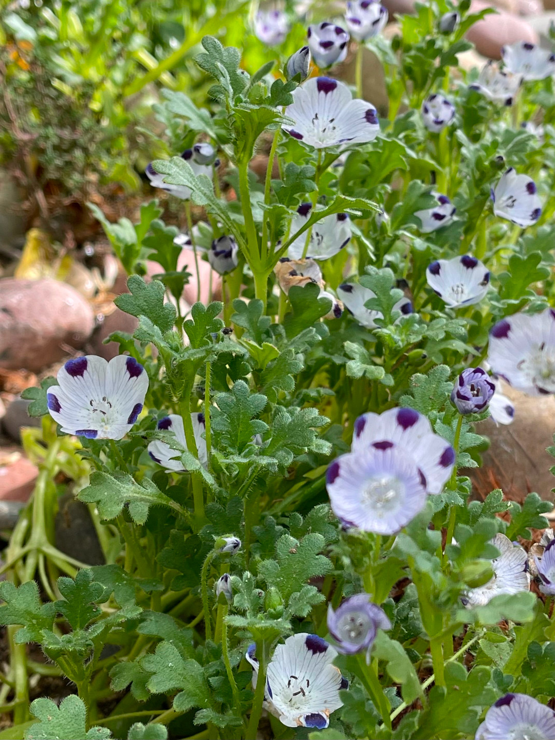 close up of small white flowers with blue spots on ends of petals