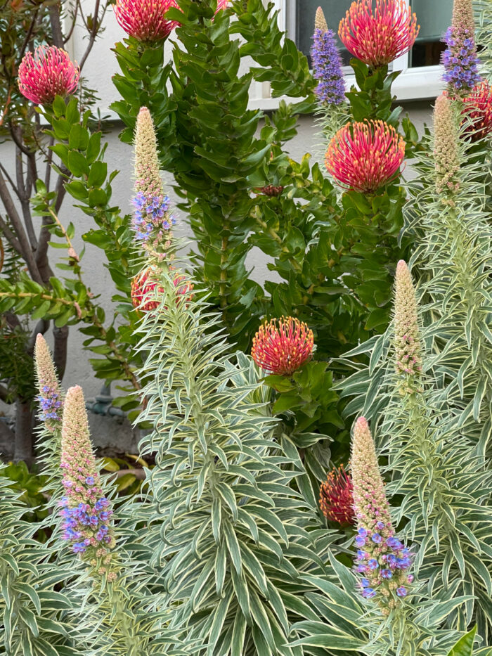 plant with spires of variegated foliage and blue flowers