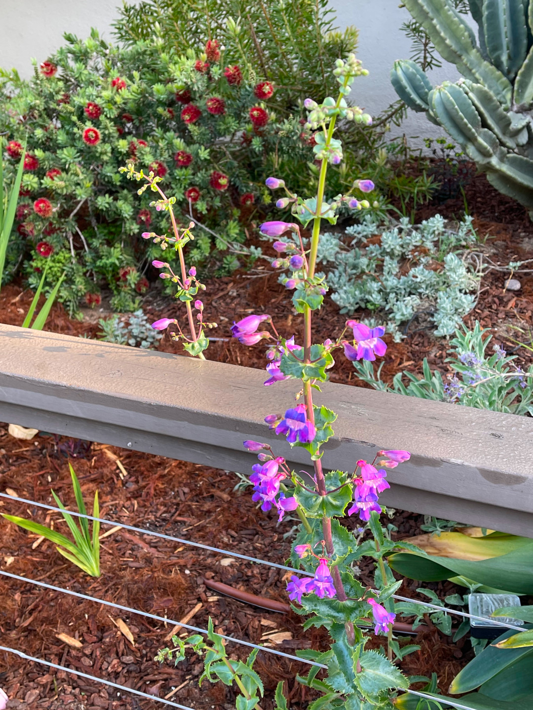 spire of bright purple flowers in front of a clump of red flowers