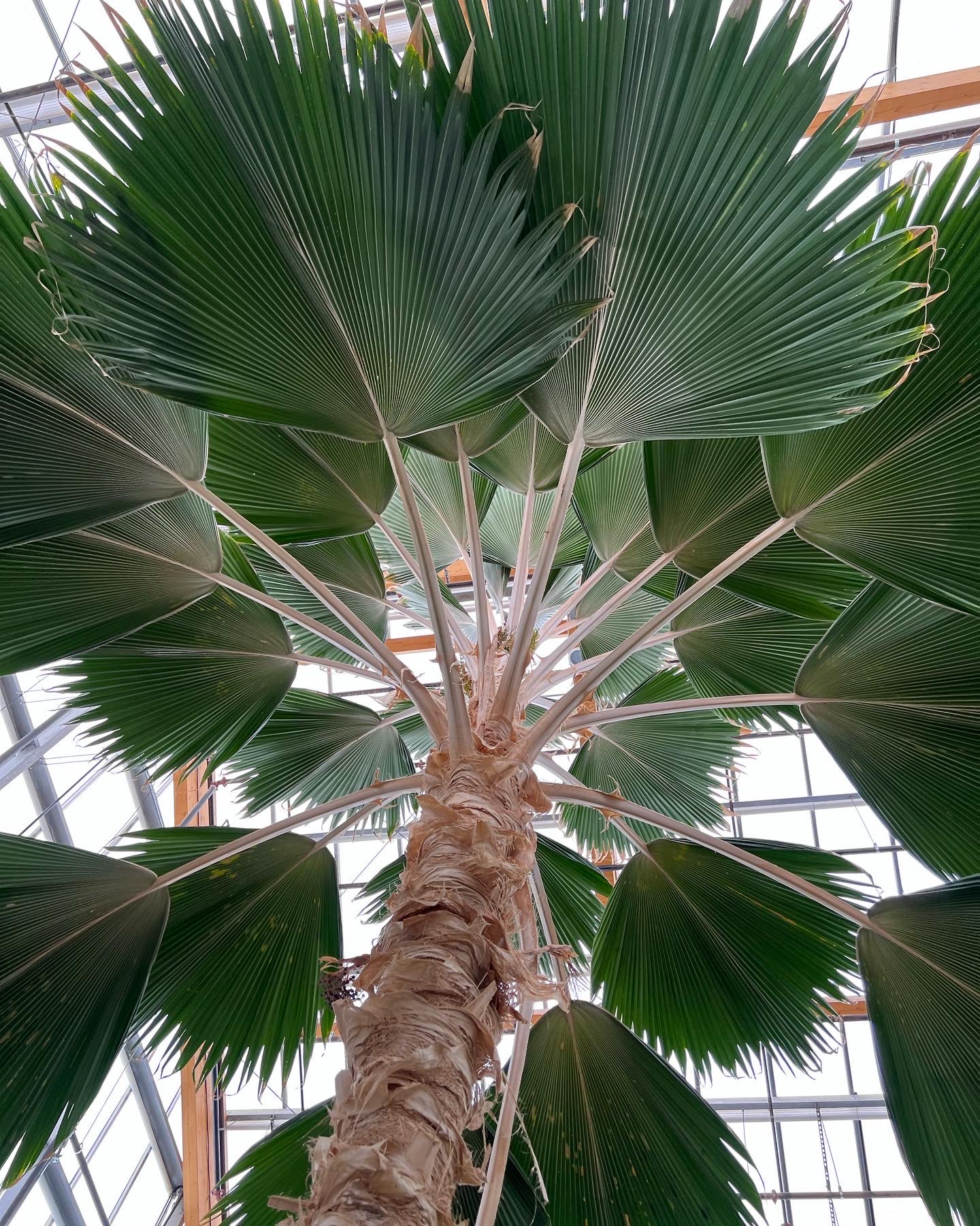 photo from the bottom of a Fiji fan palm up into the leaves