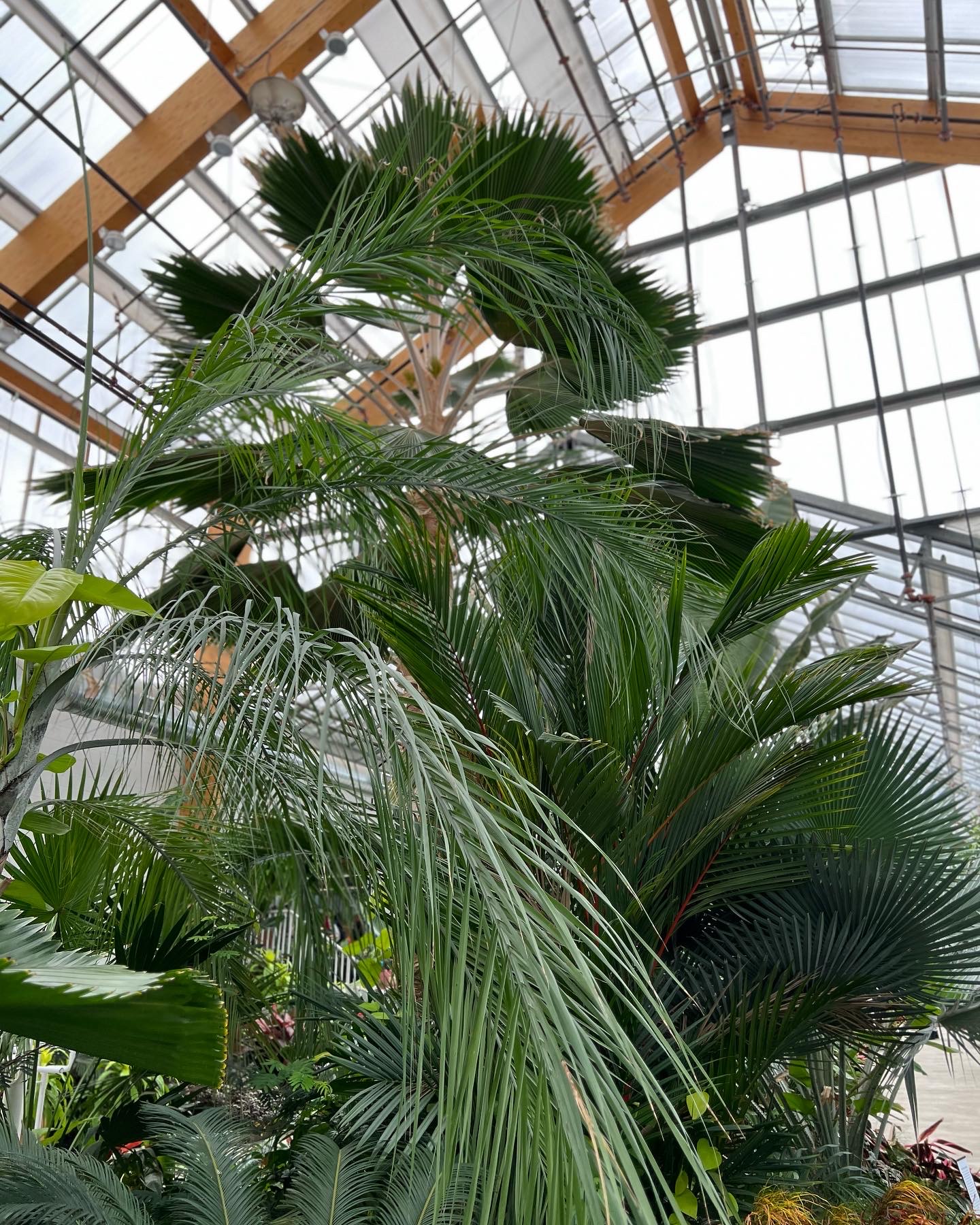 wide shot of various palms in the greenhouse