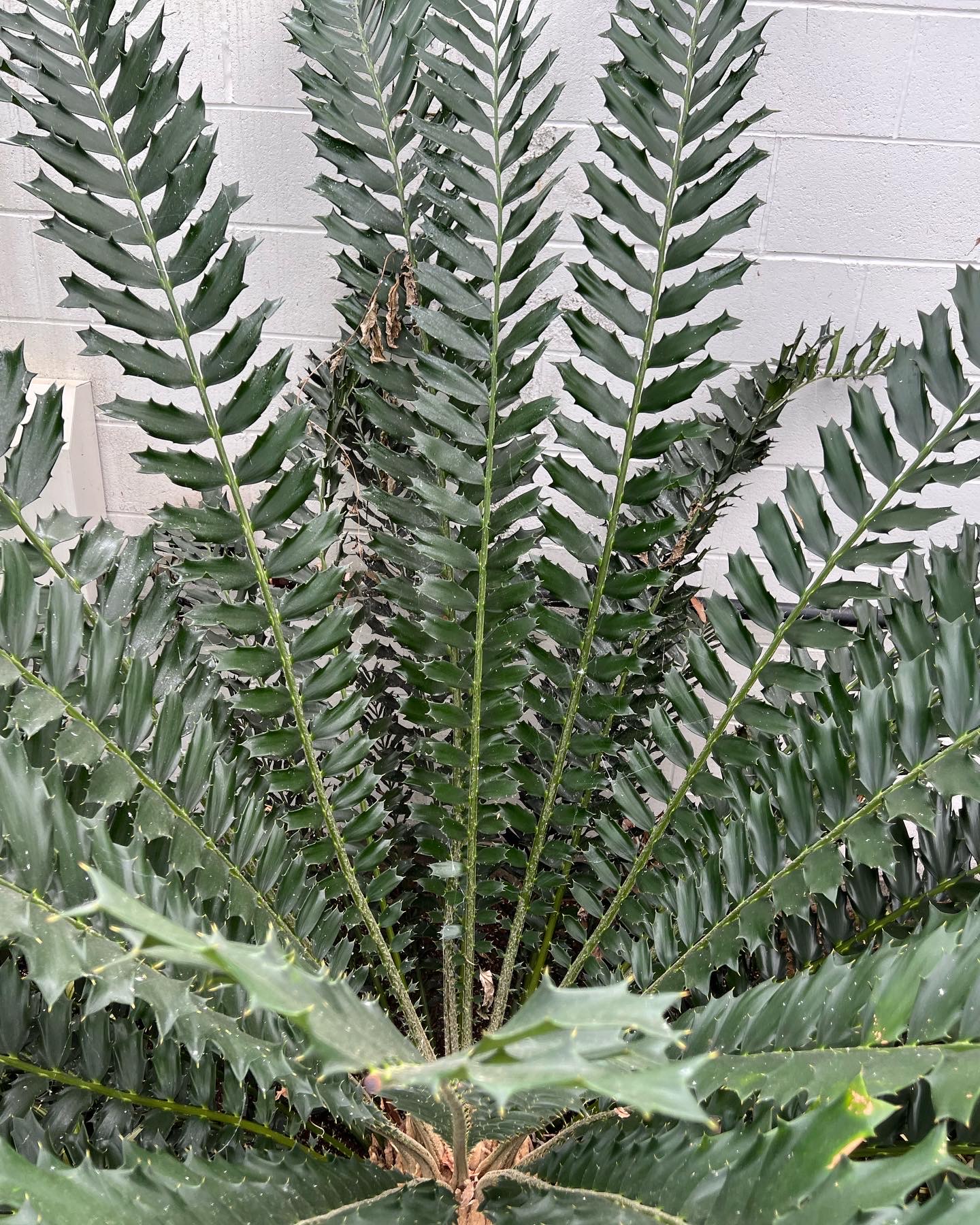 Mirando hacia el centro de una planta con hojas espinosas