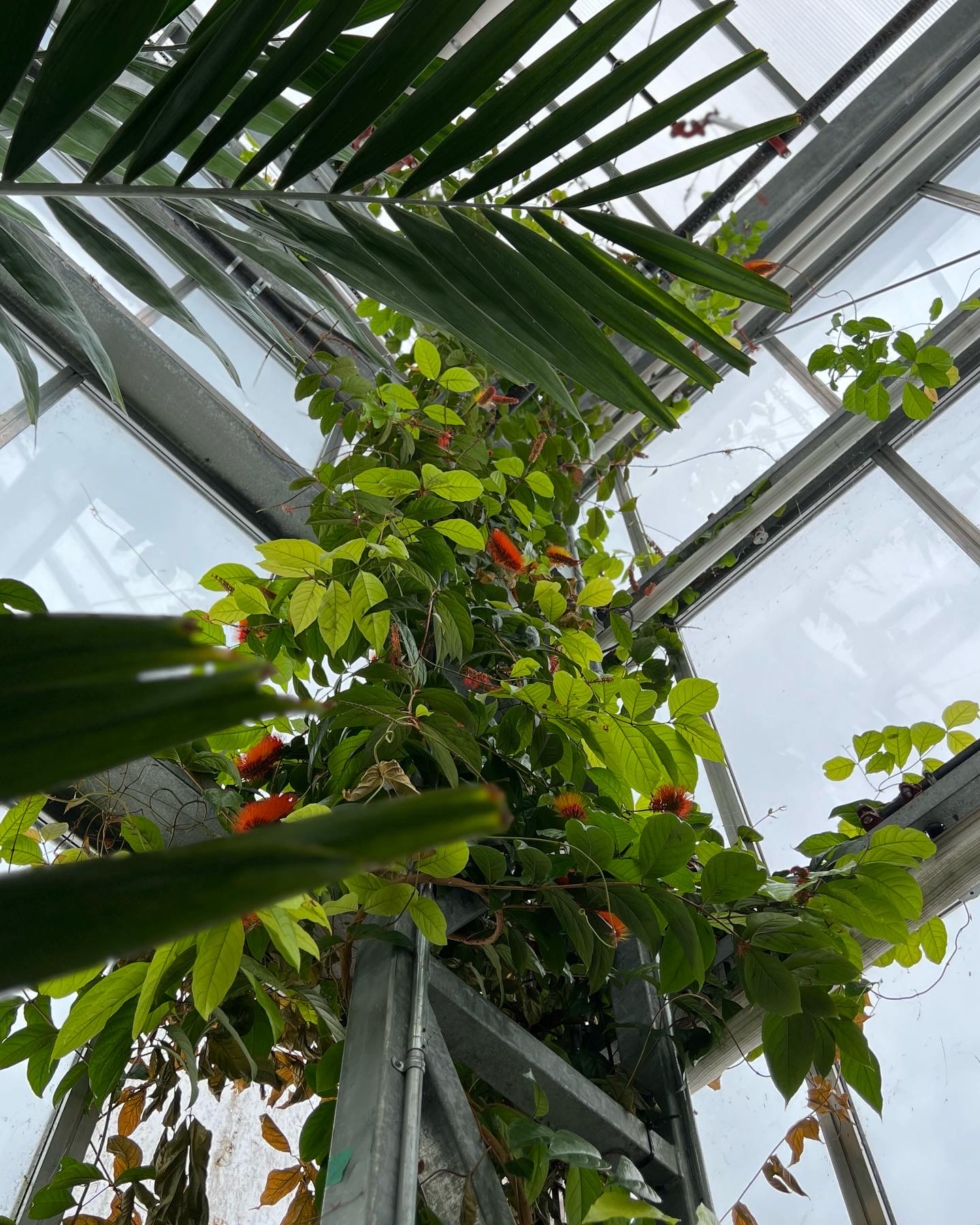 large vine with orange flowers climbing up a greenhouse beam