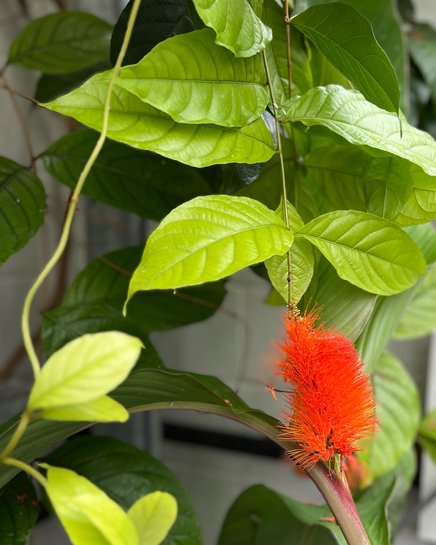 Primer plano de una flor de cepillo de mono naranja brillante