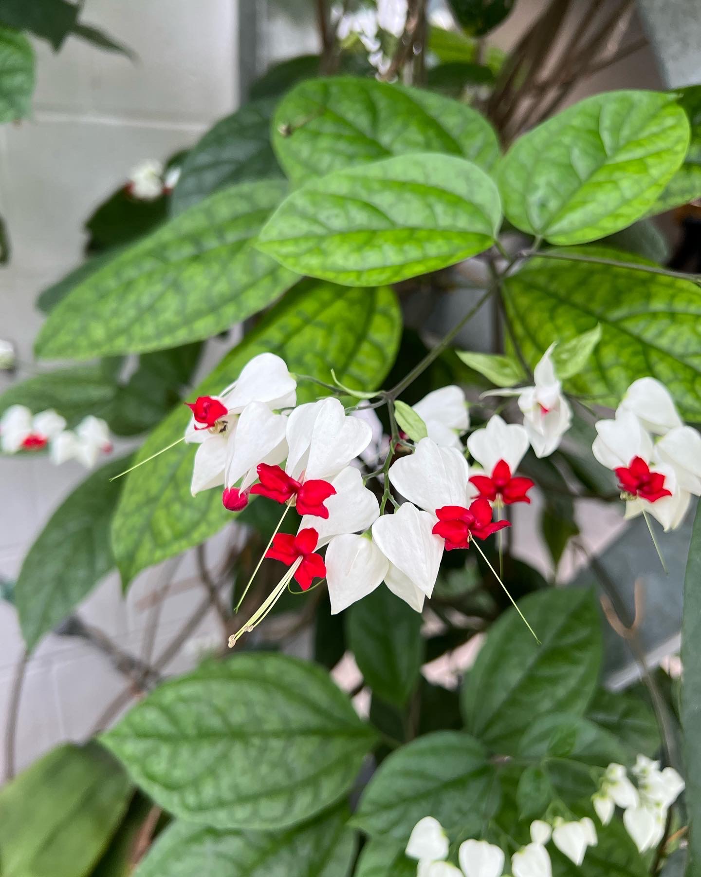 close up of bright pink and white flowers