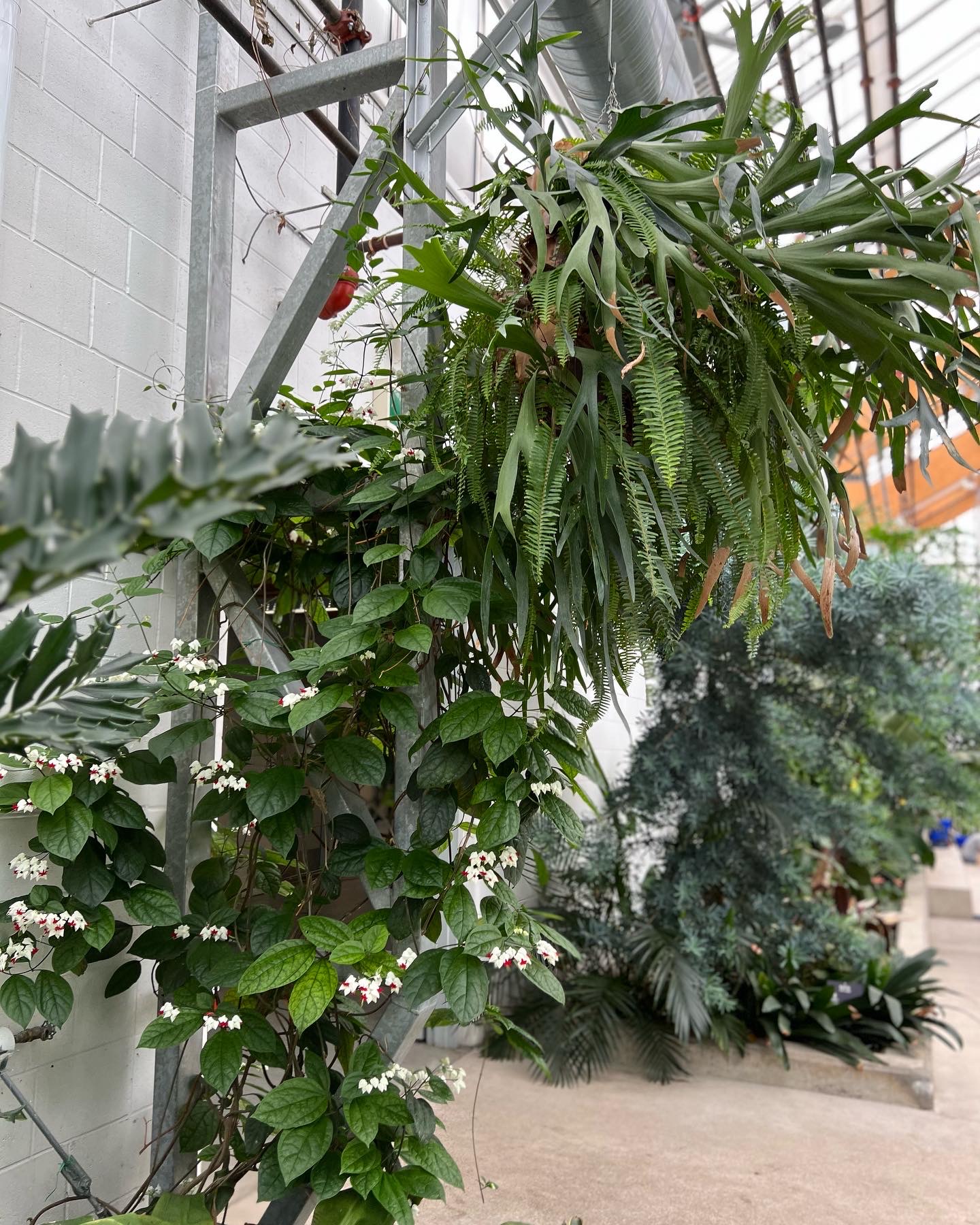 plants hanging off greenhouse beams