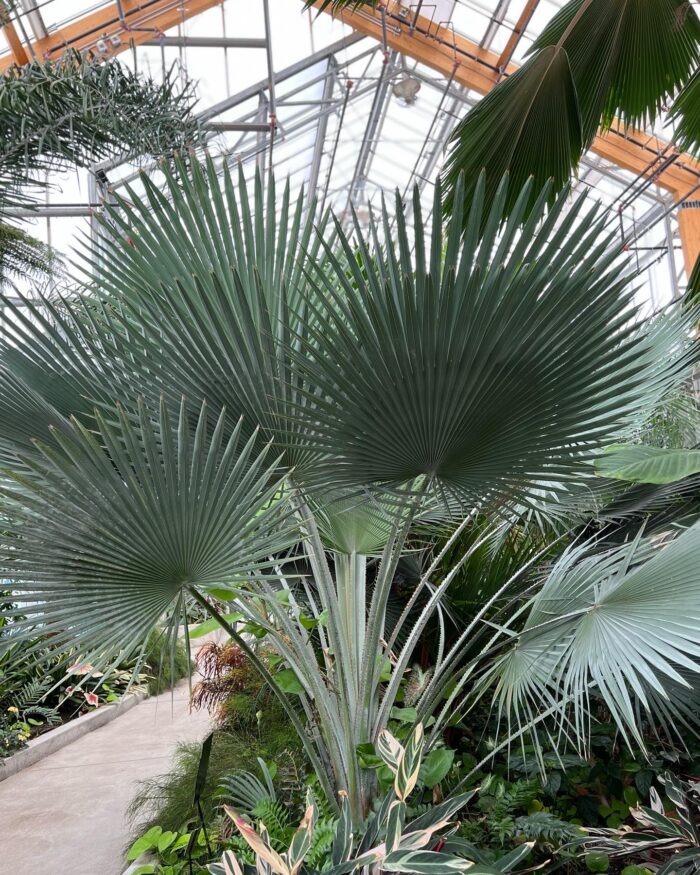 silvery blue Cuban wax palm