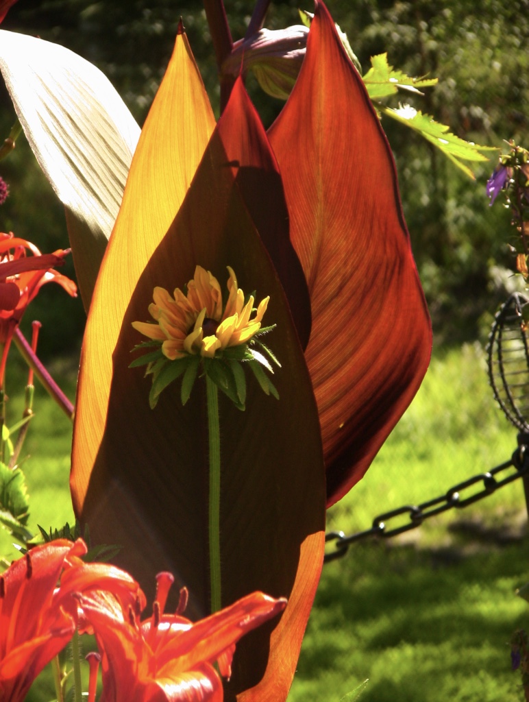 close up of canna and black-eyed Susan flower