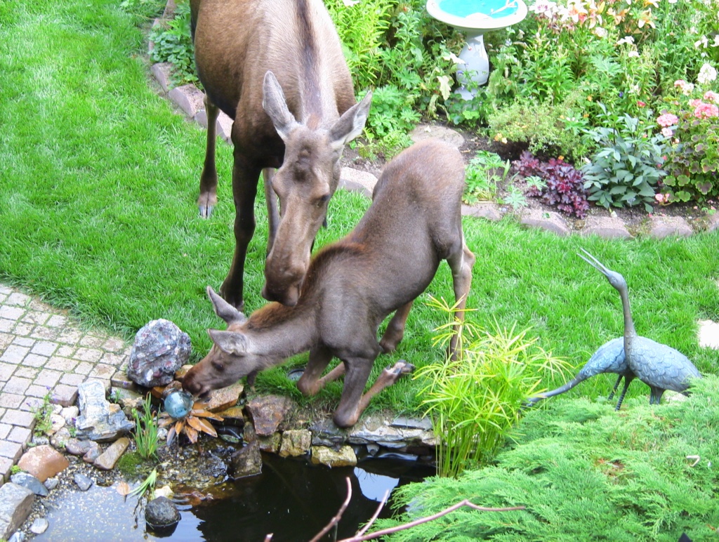 two moose visiting a small garden pond