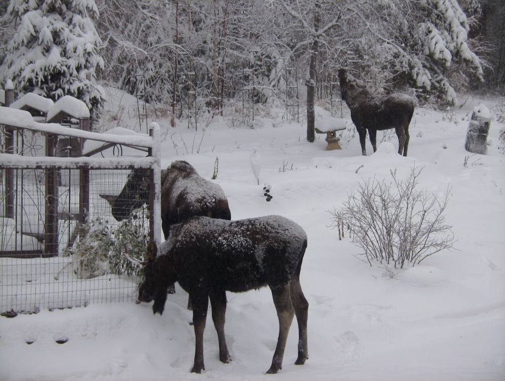 three moose in the garden in winter