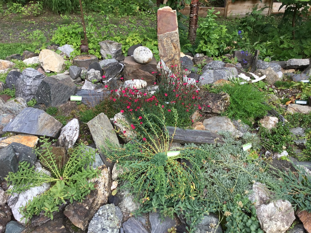 rock garden with various low-growing plants