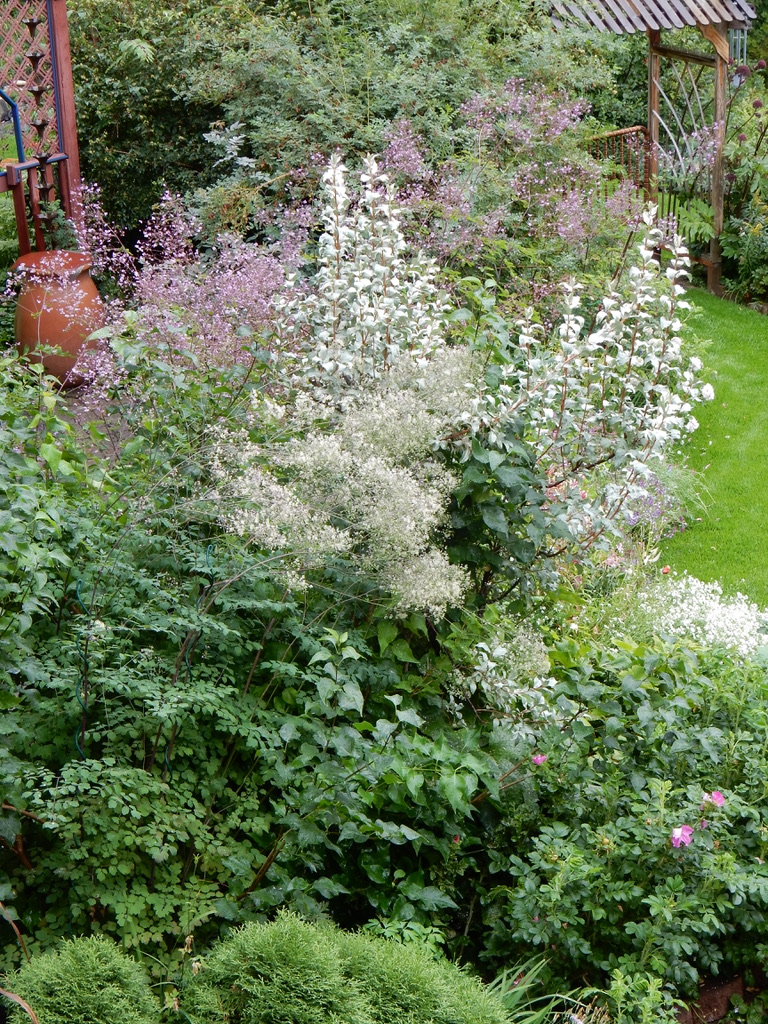 plants with small white and purple flowers