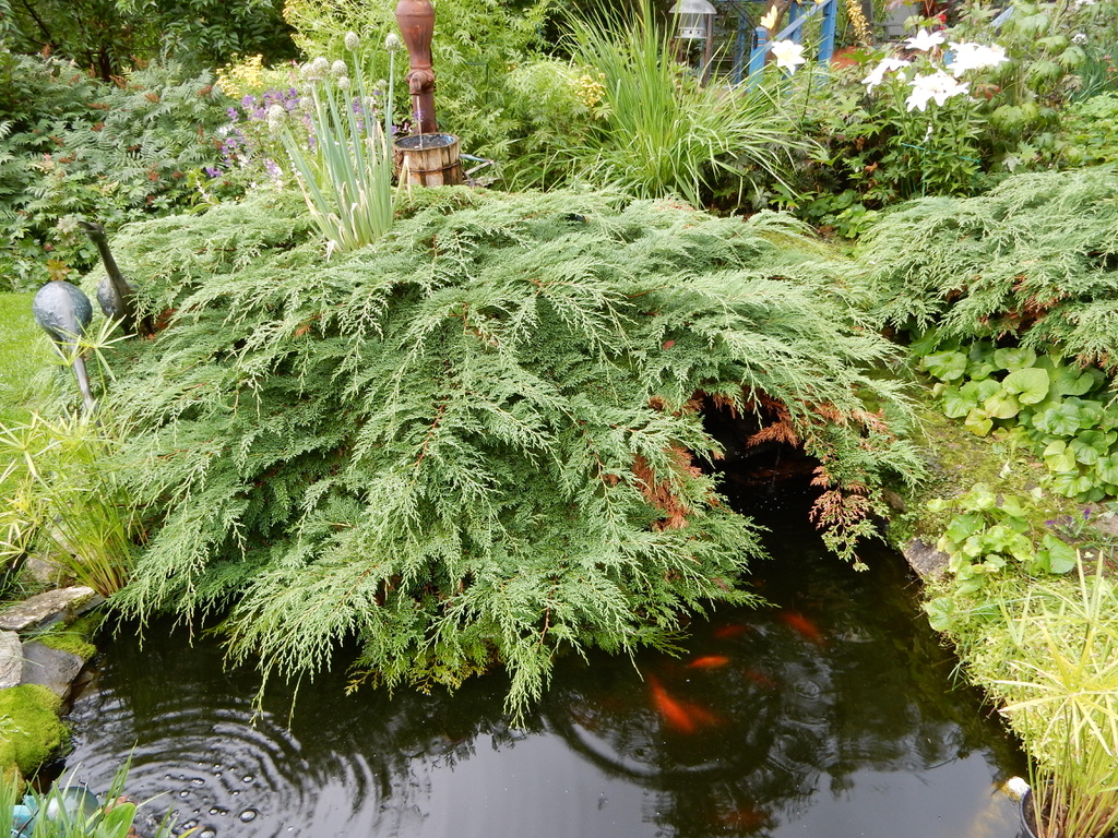 close up of Russian arborvitae growing over a garden pond