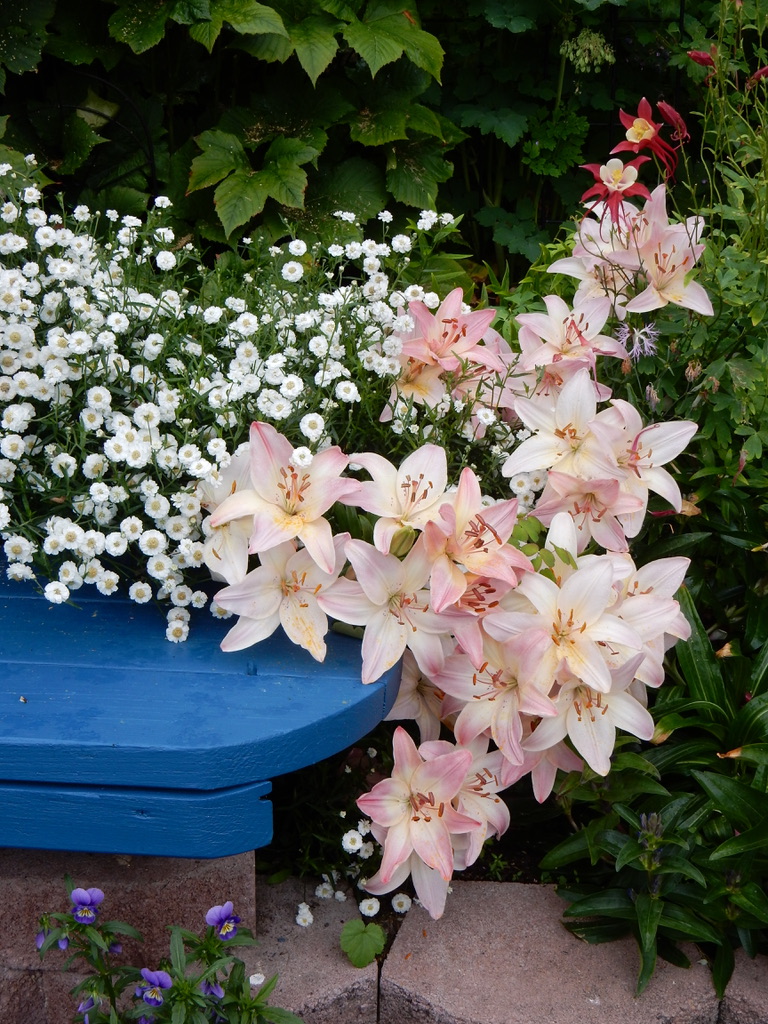 close up of pink lilies next to small white flowers