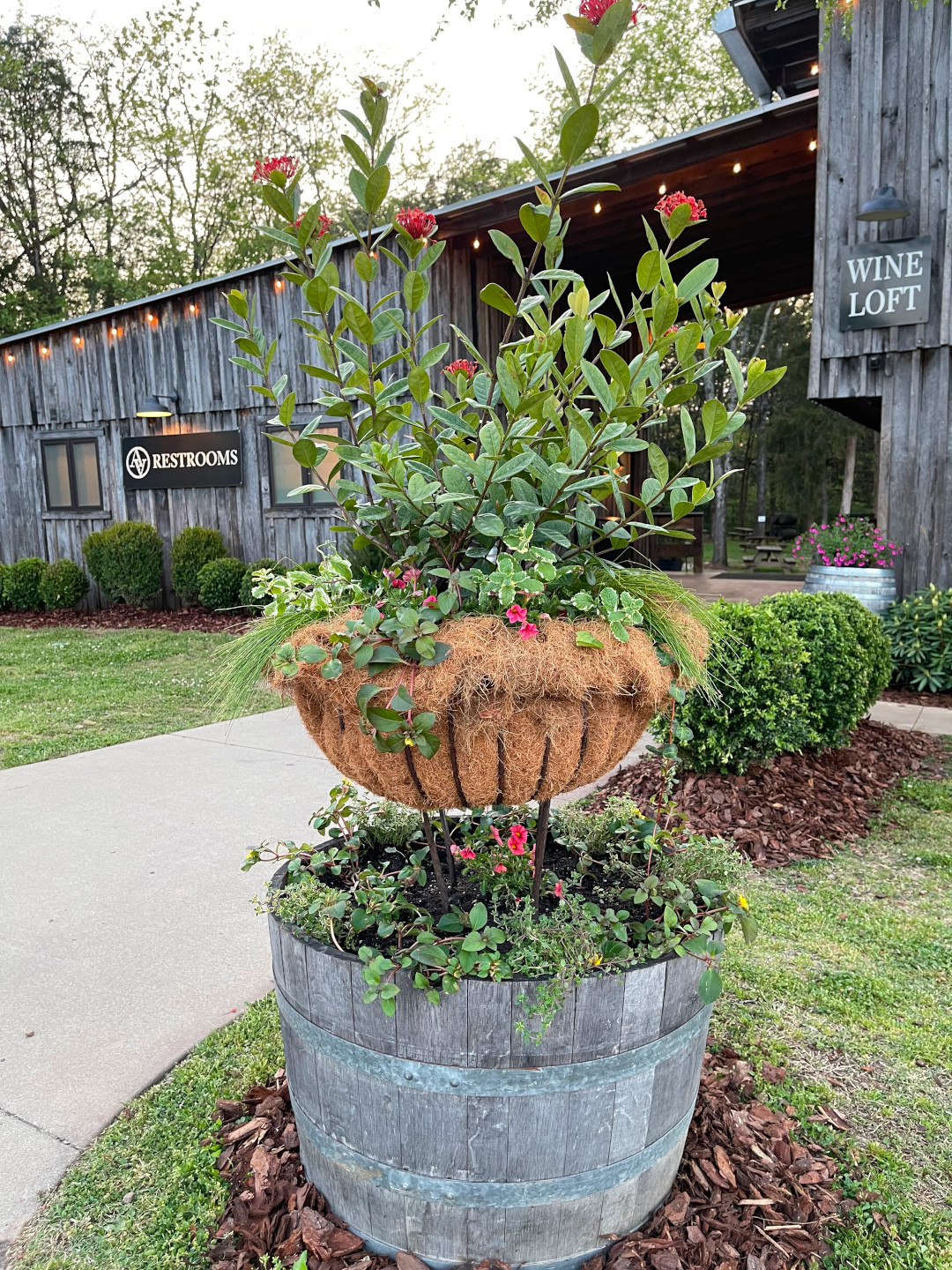 two-tiered container planting with small pink flowers