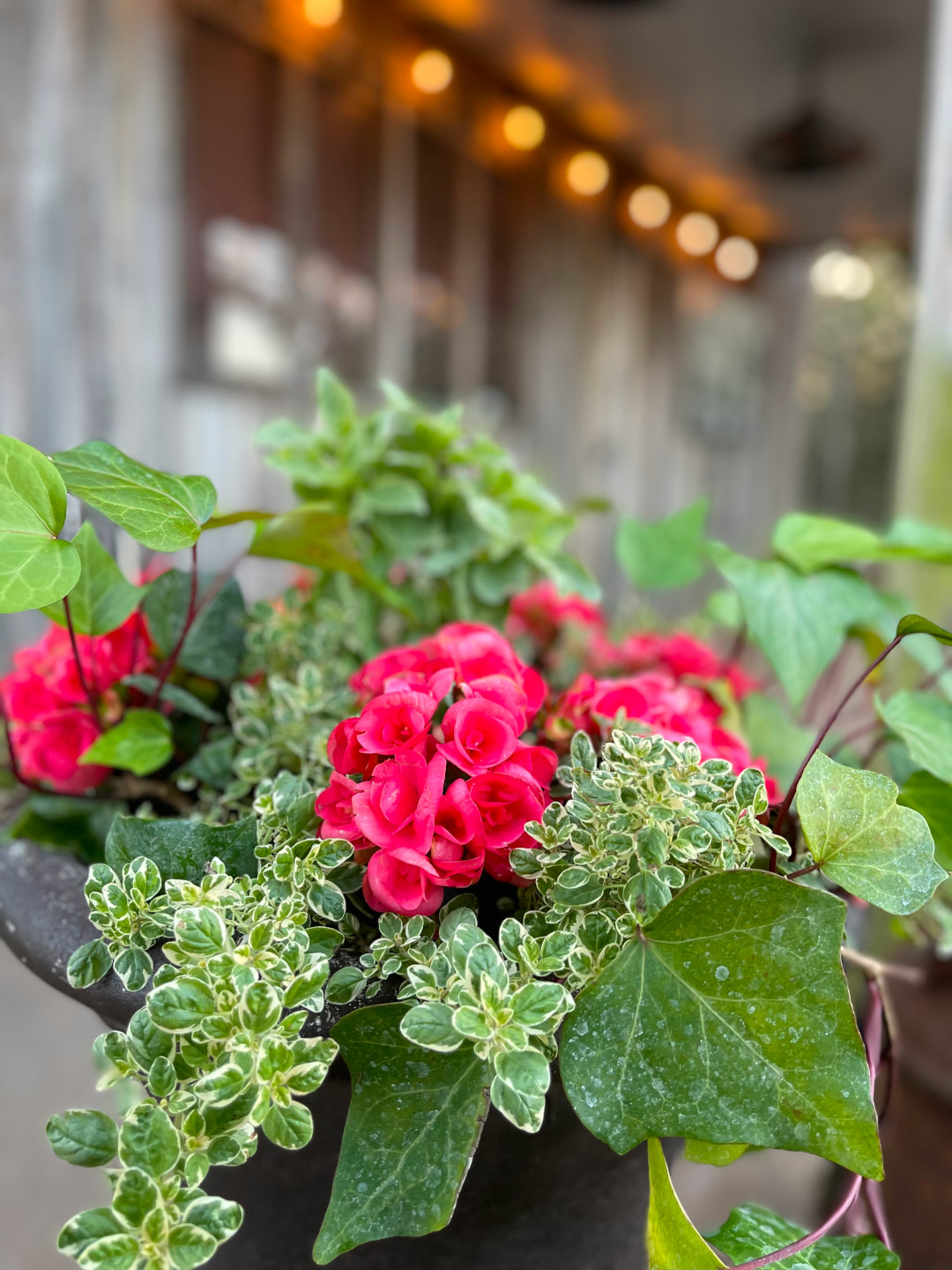 close up of container planting with bright pink begonias