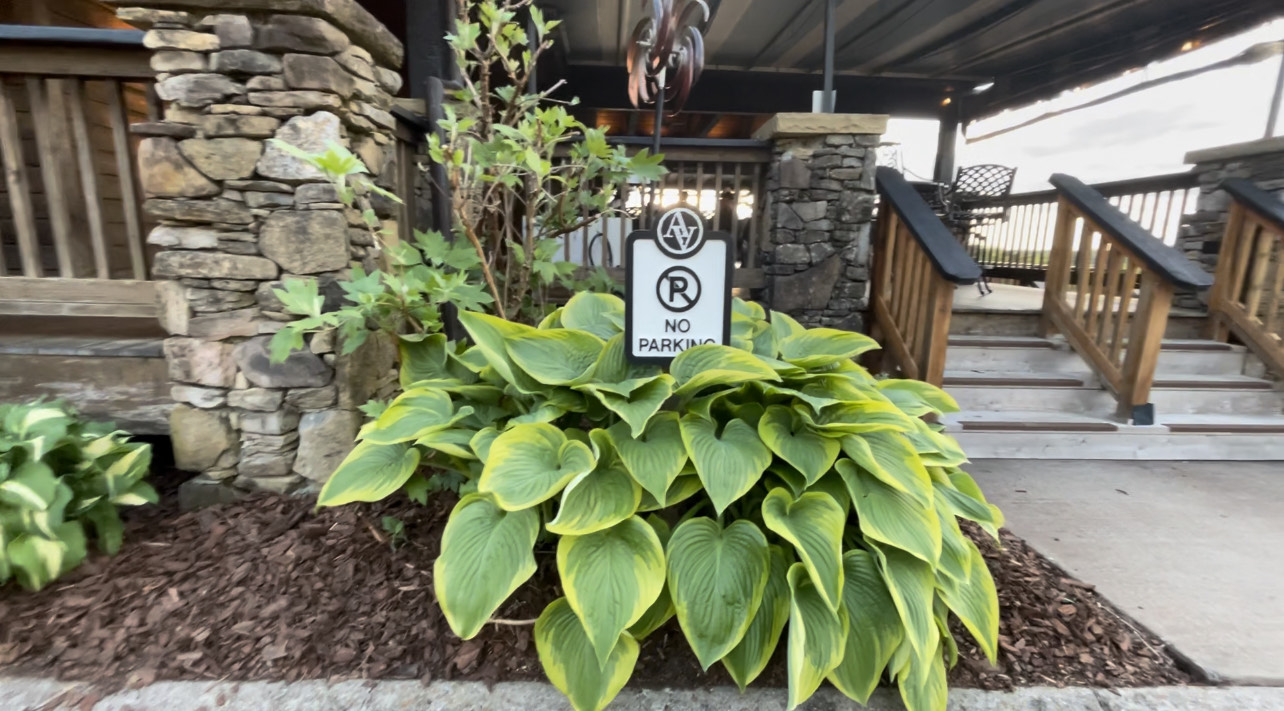 large hosta with a no parking sign in the middle