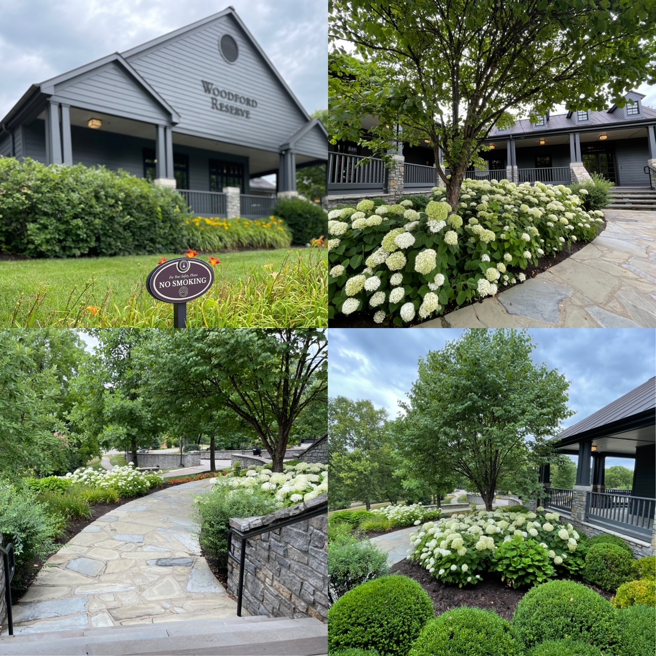 collage of four photos showing off white smooth hydrangeas