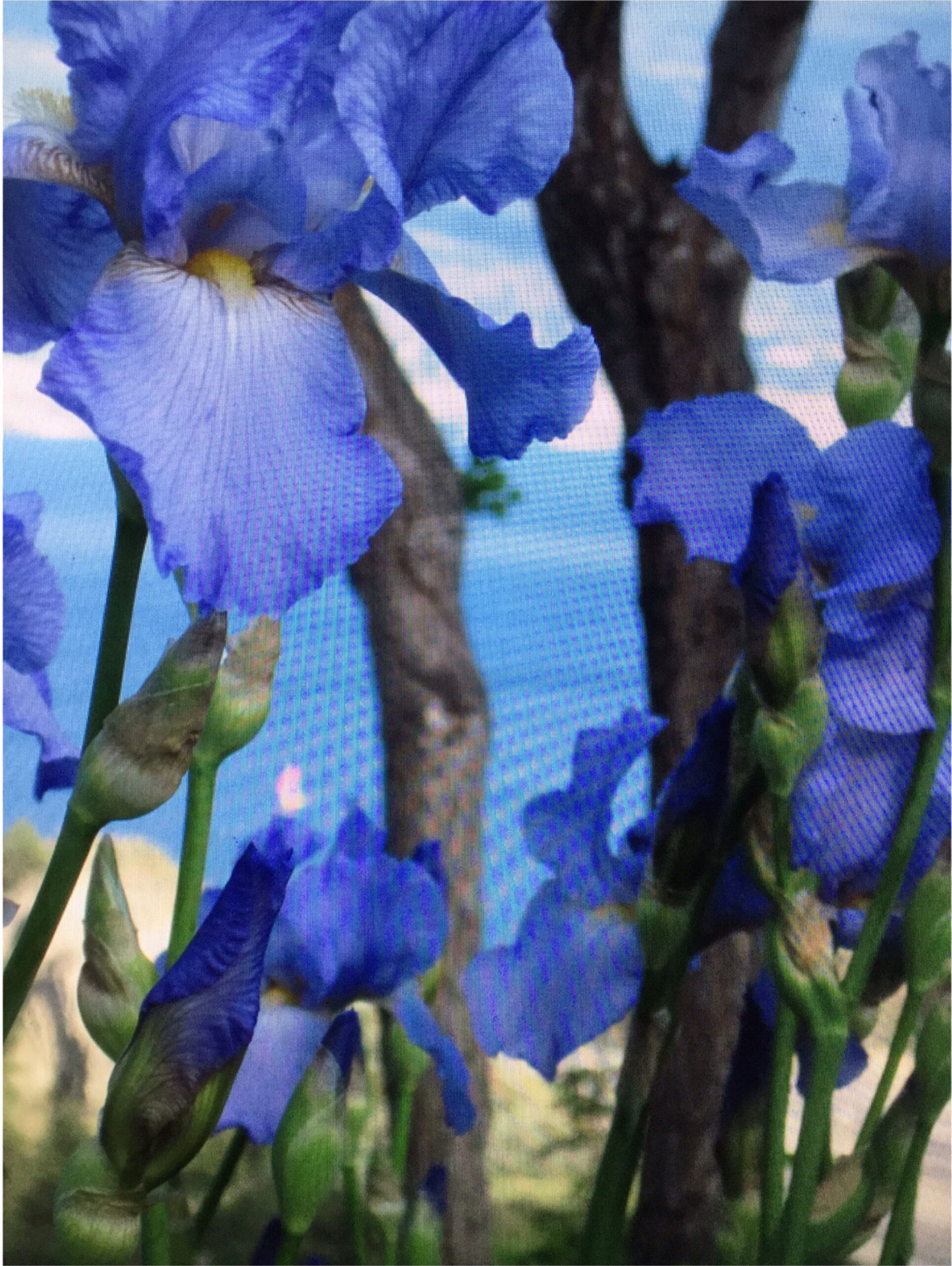 Cerca de iris azules brillantes