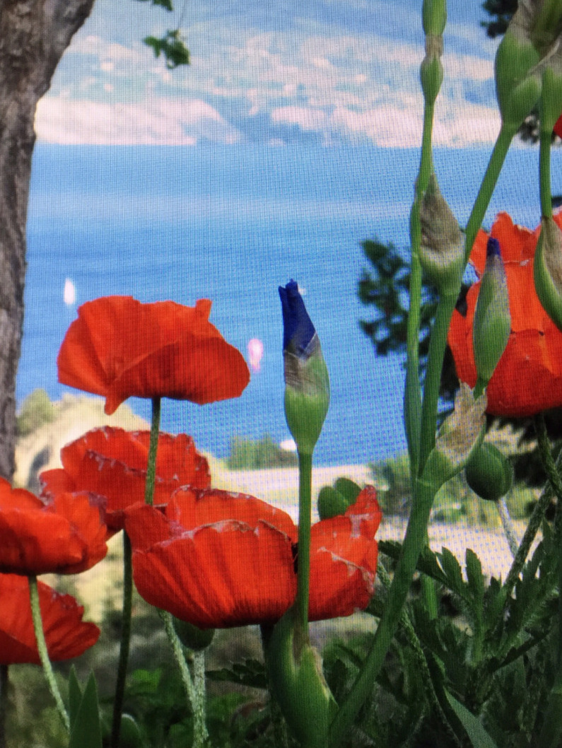 Cerca de amapolas orientales rojas