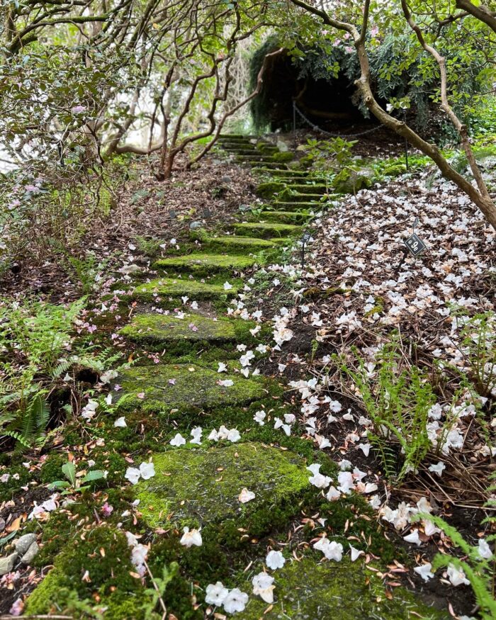 fallen rhododendron flowers around stepping stone path covered in moss