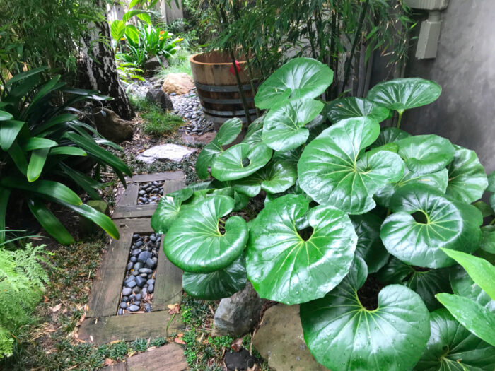 plant with large shiny leaves on side of house