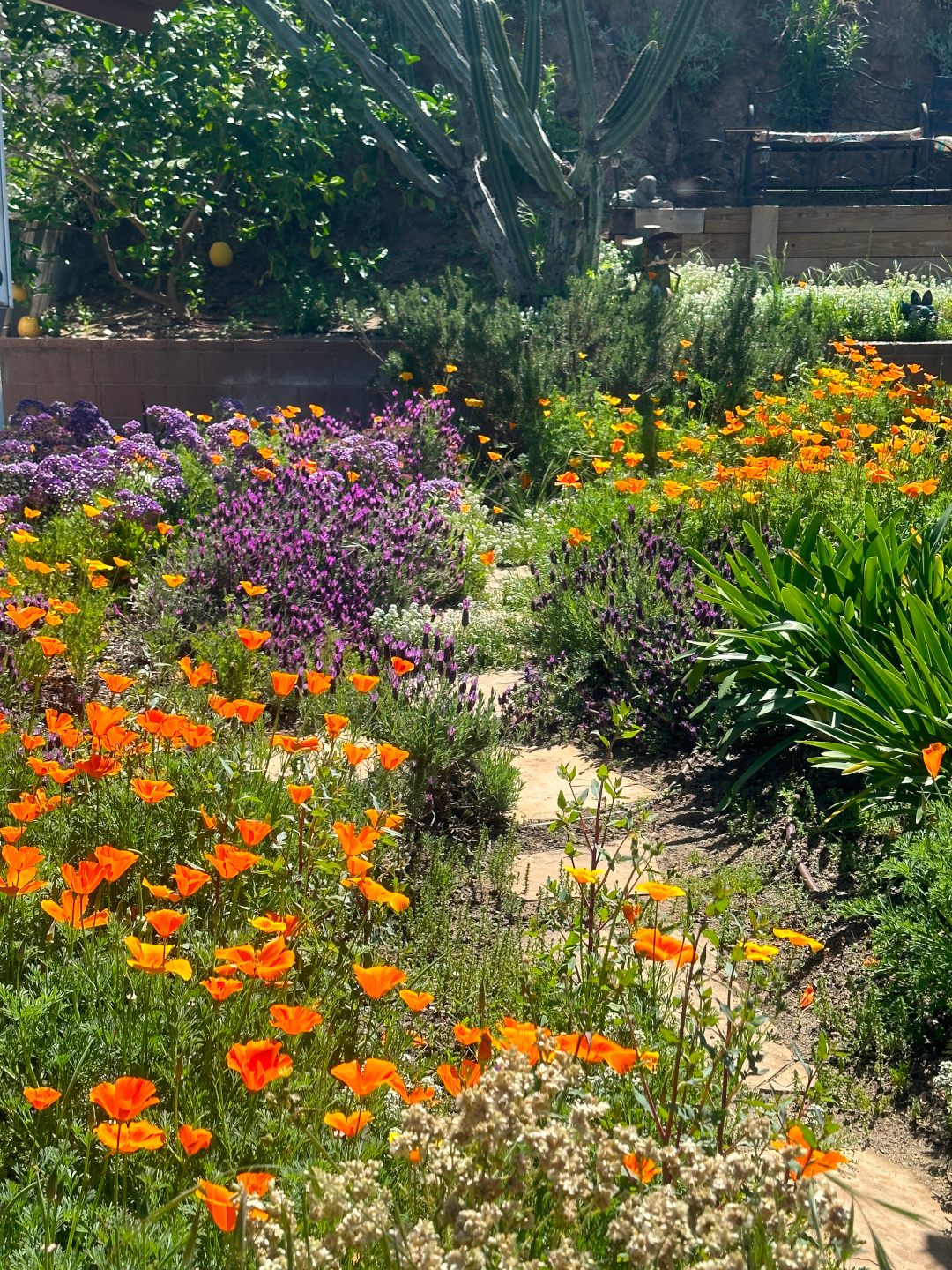 mass plantings of orange and purple flowers