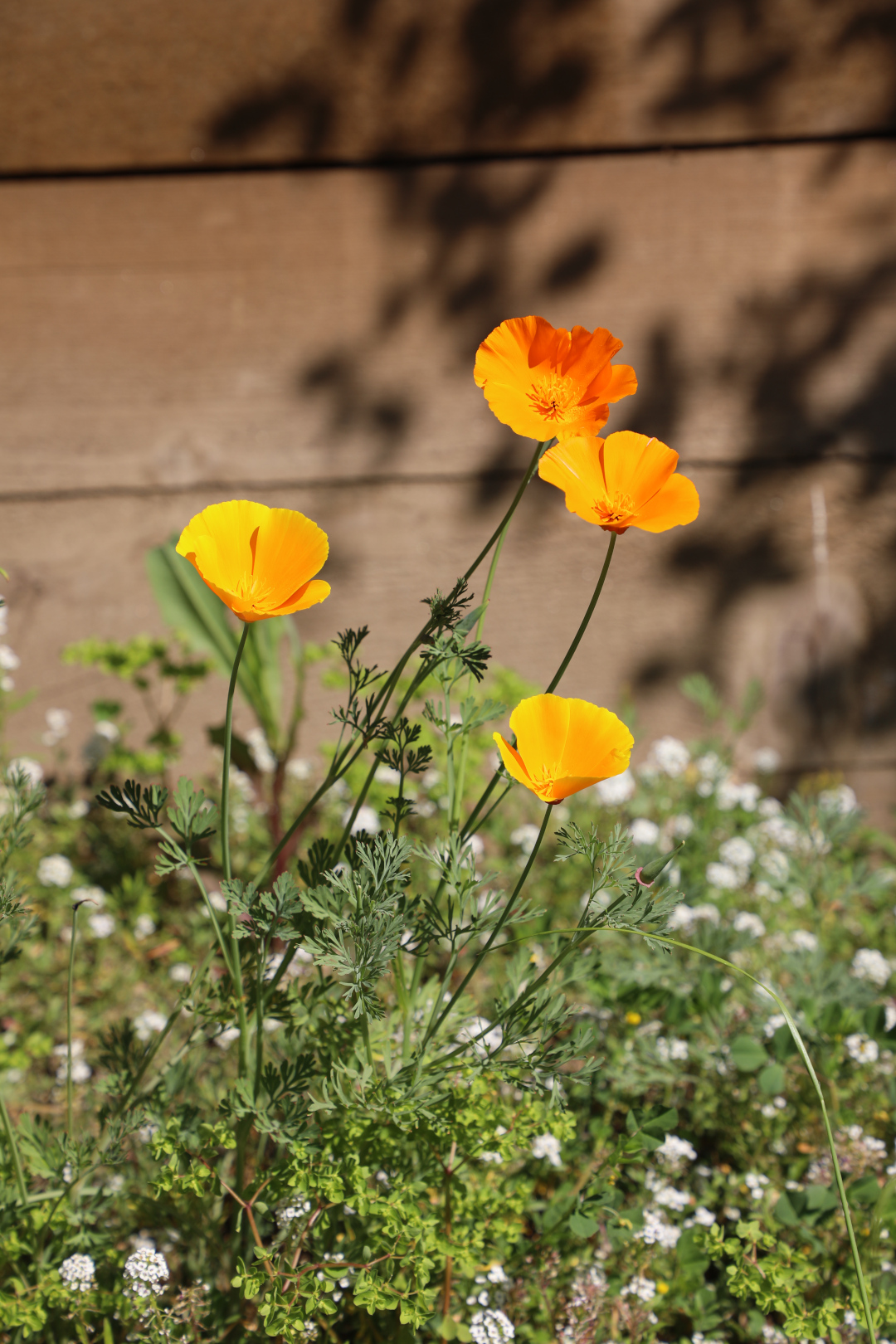 close up of three orange California poppies