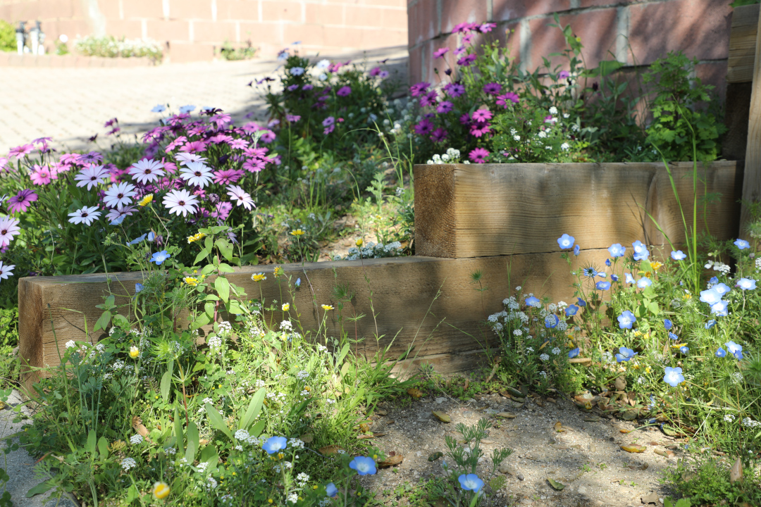 purple daisies next to small blue flowers