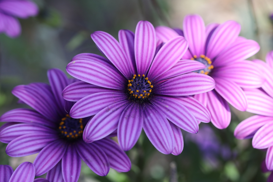 close up of purple African daisy flowers