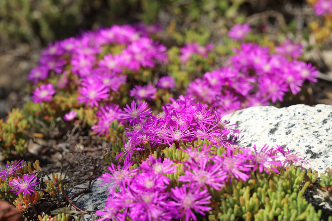 close up of low-growing small pink flowers