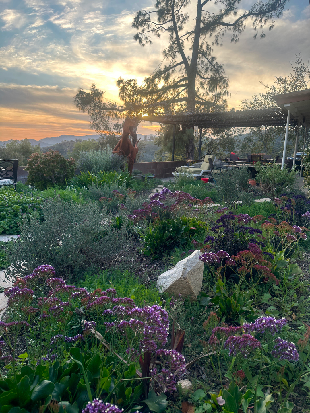 wide view of water-wise meadow garden at sunset