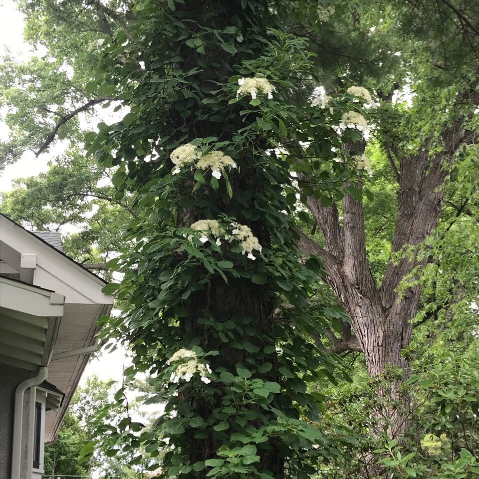 Hortensia trepadora con flores blancas que crecen en un pino grande