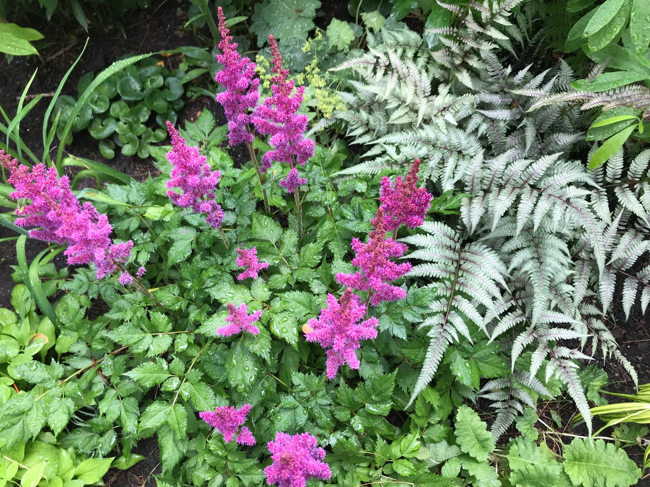 helecho pintado japonés plateado junto con flores de astilbe rosa brillante