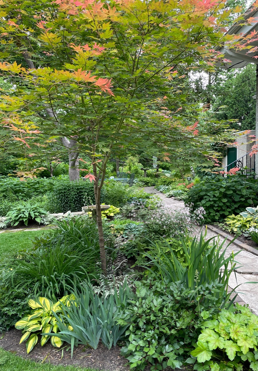 Cama de jardín con un pequeño árbol y muchas plantas de hoja verde