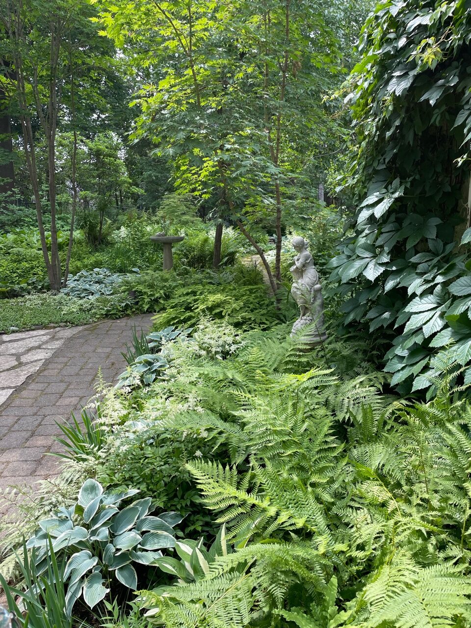 Cama de jardín junto a un patio con muchos helechos y plantas de follaje